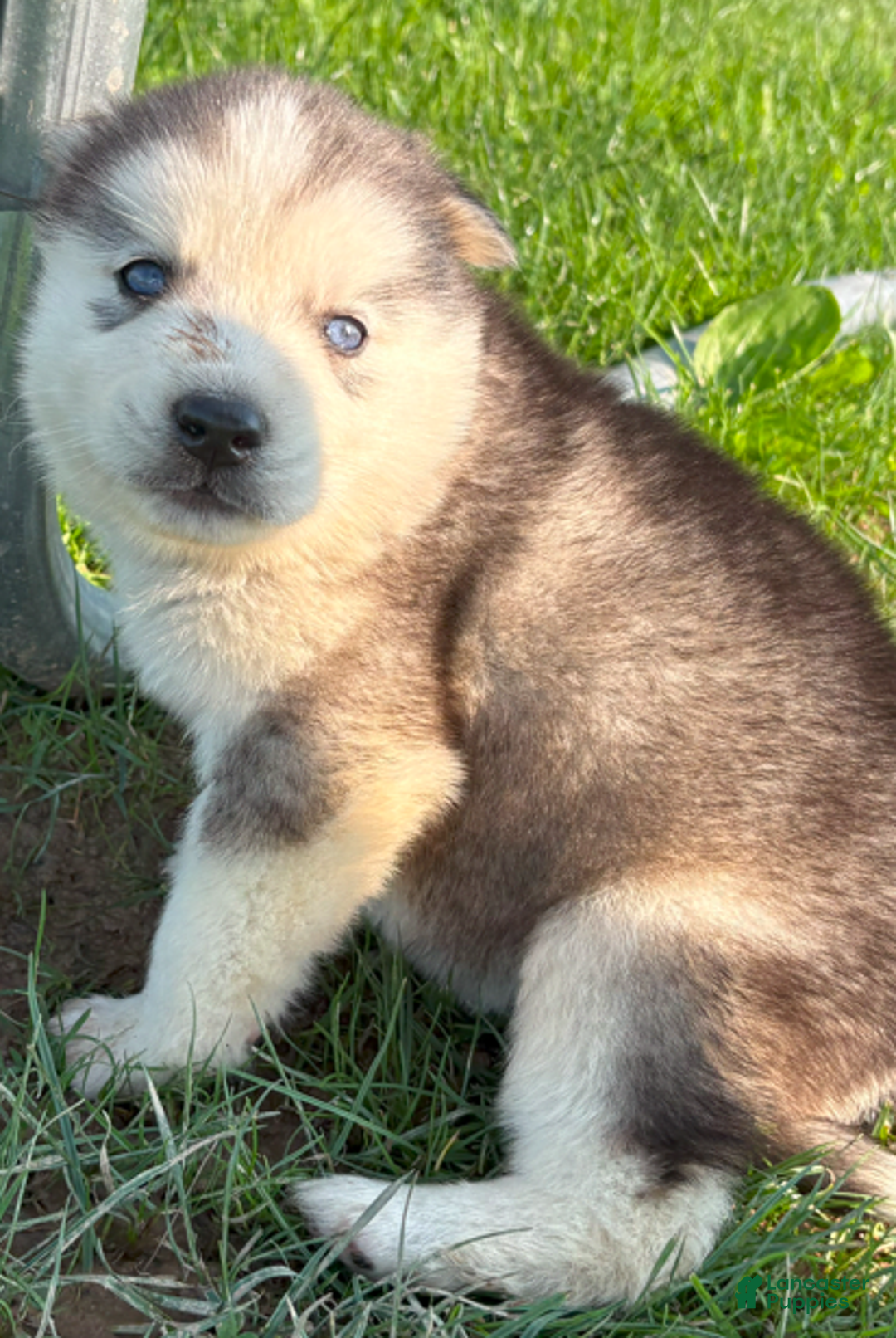 Siberian Husky dogs for sale: Toronto - Image 11
