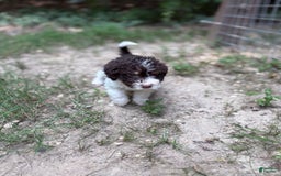 Labradoodle dogs for sale: Puppy 1 - Image 3