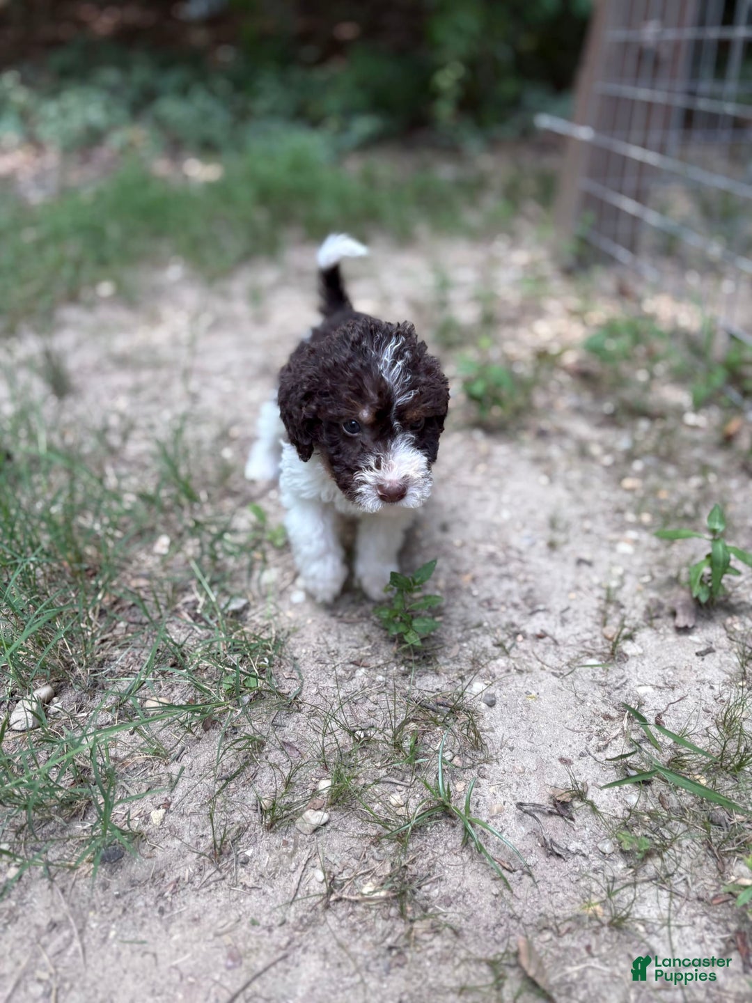 Labradoodle dogs for sale: Puppy 1 - Image 3