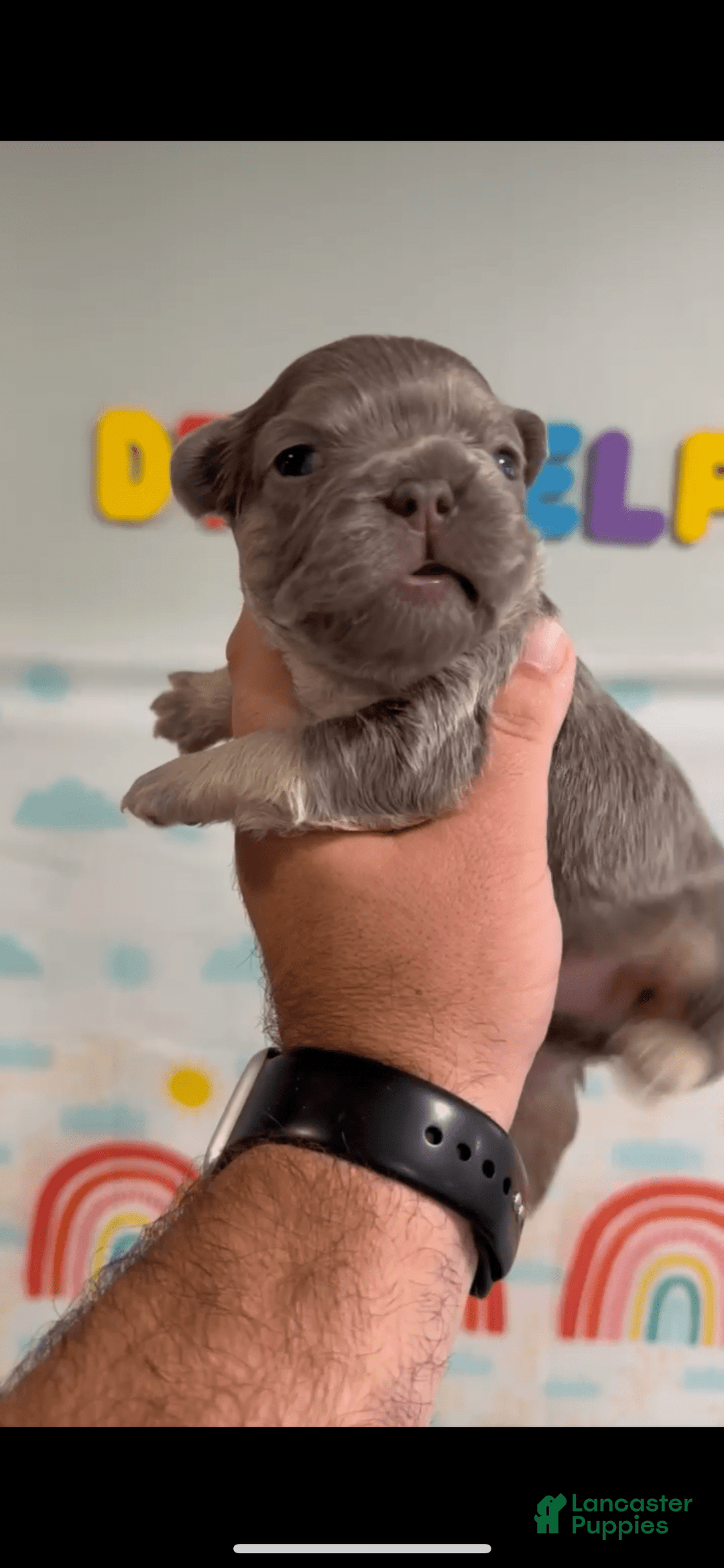 French Bulldog dogs for sale: Lilac and Tan Fluffy Big Rope - Image 1