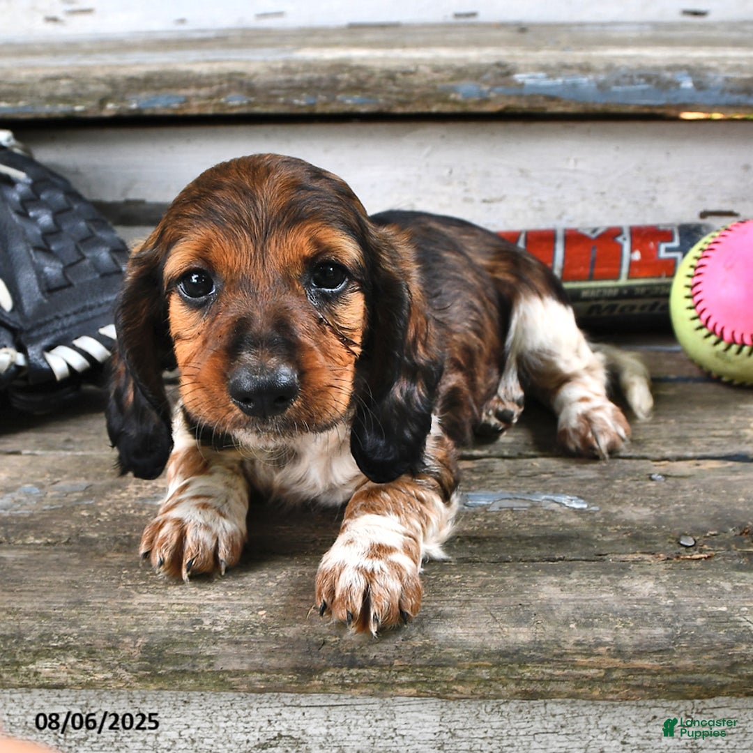 Miniature Dachshund dogs for sale: Carter - Image 1