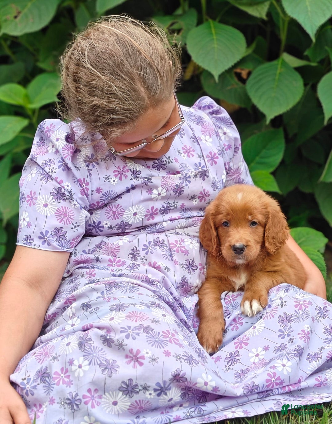 Goldendoodle dogs for sale: River - Image 19