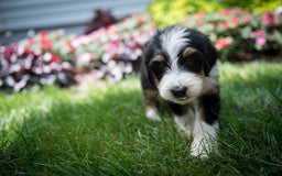 Bernedoodle dogs for sale: Ranger - Image 19
