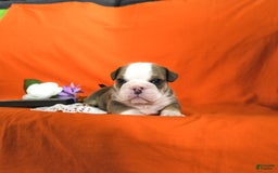 English Bulldog dogs for sale: Keith - Image 10