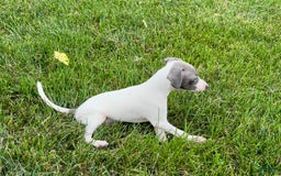 Italian Greyhound dogs for sale: Reggie - Image 5