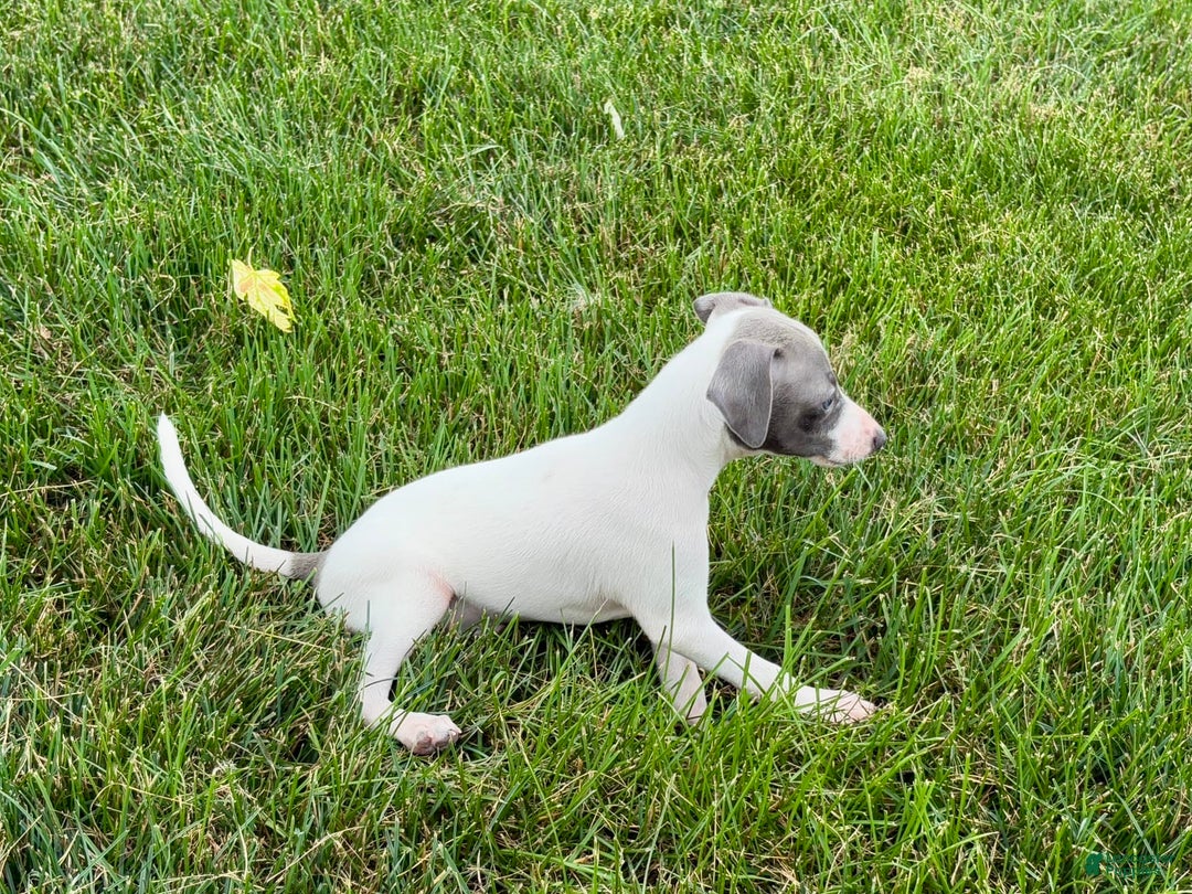 Italian Greyhound dogs for sale: Reggie - Image 5