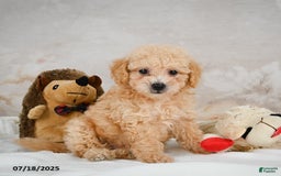 Bichpoo dogs for sale: Dillon - Image 3