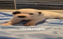 Great Pyrenees dogs for sale: Orange - Image 13