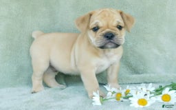 English Bulldog dogs for sale: Rowdy - Image 2