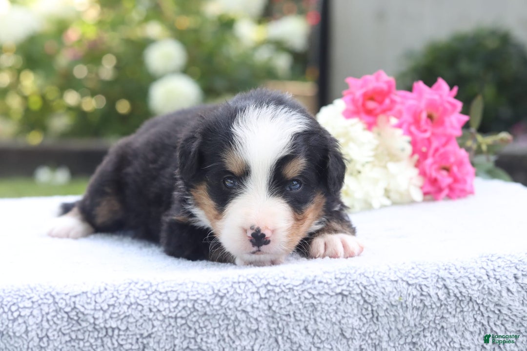 Bernese Mountain Dog dogs for sale: Porter AKC - Image 5