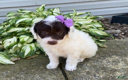  dogs for sale: Maggie - Image 3