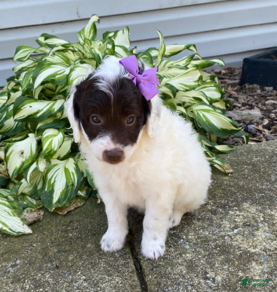  dogs for sale: Maggie - Image 3