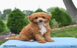 Bichpoo dogs for sale: Apollo - Image 5