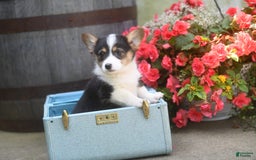 Welsh Corgi Pembroke dogs for sale: Annie - Image 3