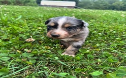 Australian Shepherd dogs for sale: Australian Shepherd 4 puppies - Image 6