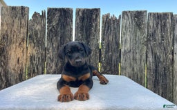 Doberman Pinscher dogs for sale: Kara - Image 1