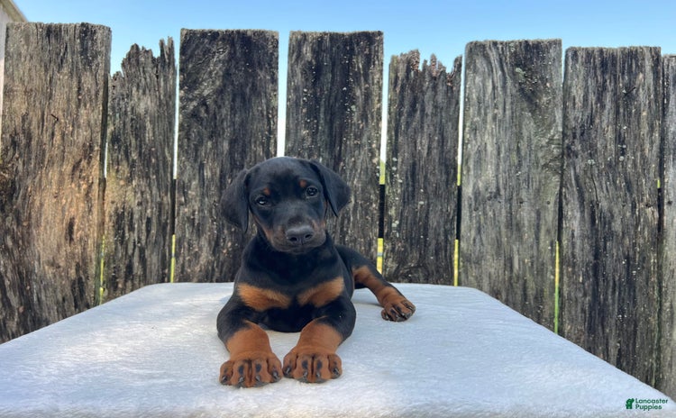 Doberman Pinscher dogs for sale - Ad 2