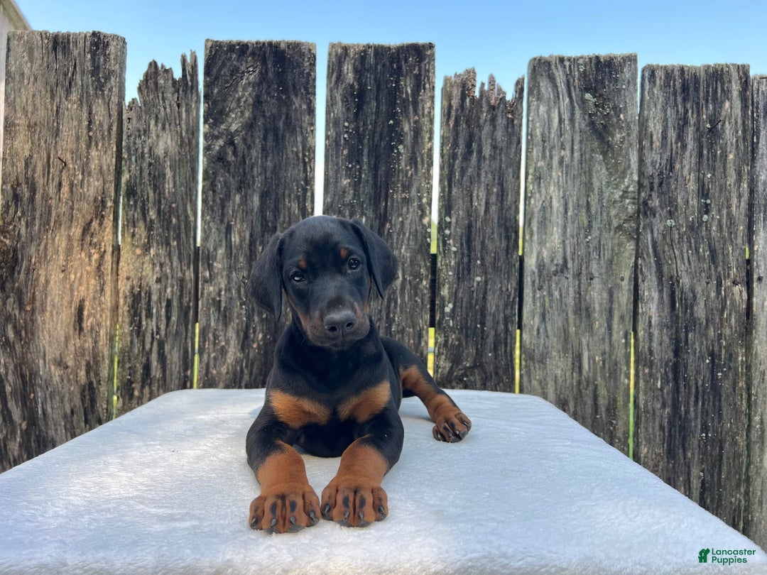 Doberman Pinscher dogs for sale: Kara - Image 1