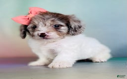 Toy Poodle dogs for sale: Precious Dna Clear - Image 1