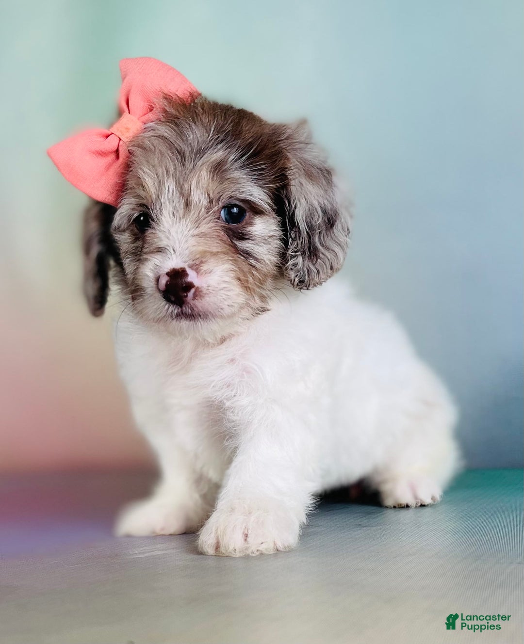 Toy Poodle dogs for sale: Precious Dna Clear - Image 1
