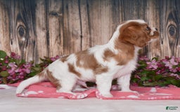 Cavalier King Charles Spaniel dogs for sale: Boomer - Image 6
