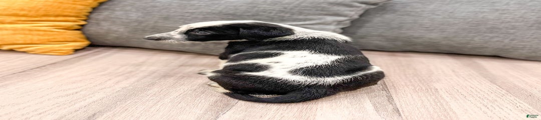 Domino