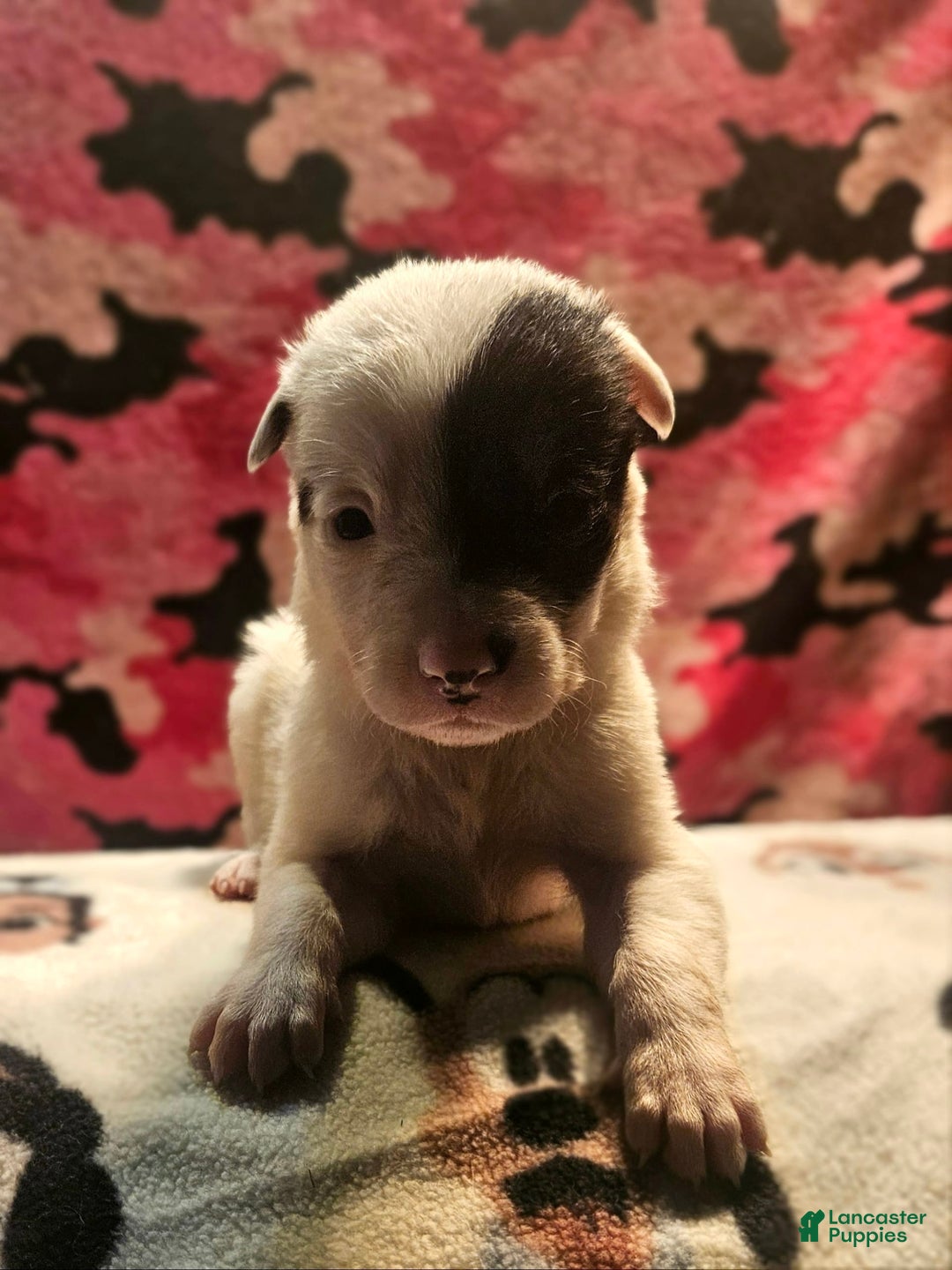 Border Collie dogs for sale: Gumbi - Image 7