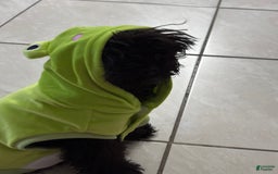 Miniature Poodle dogs for sale: Panchito - Image 4