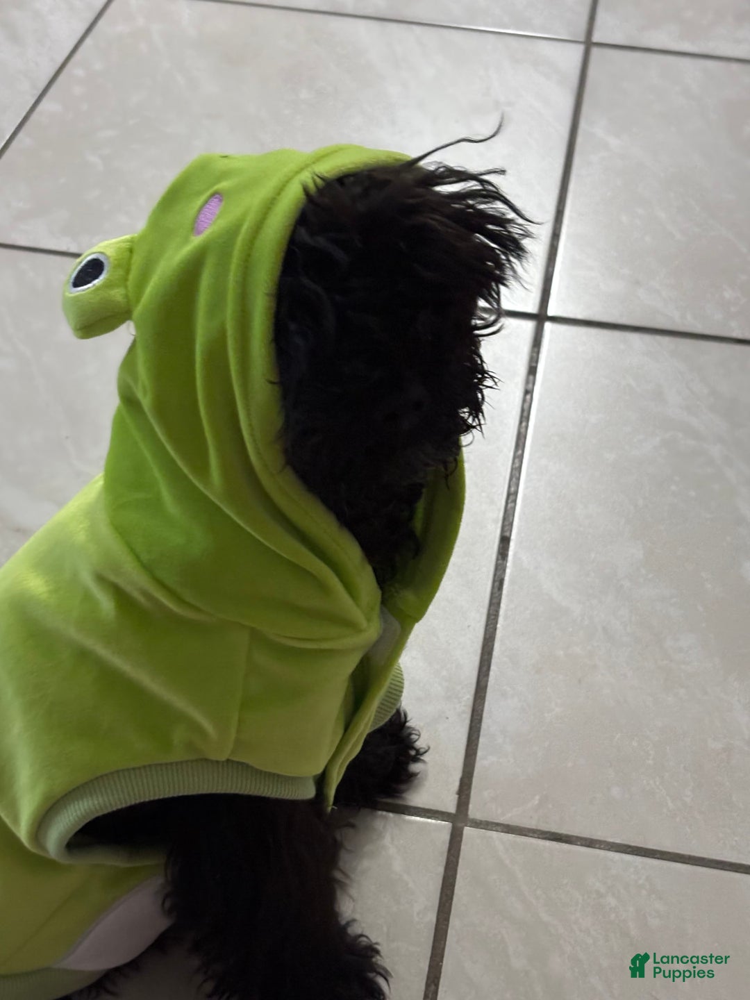 Miniature Poodle dogs for sale: Panchito - Image 4