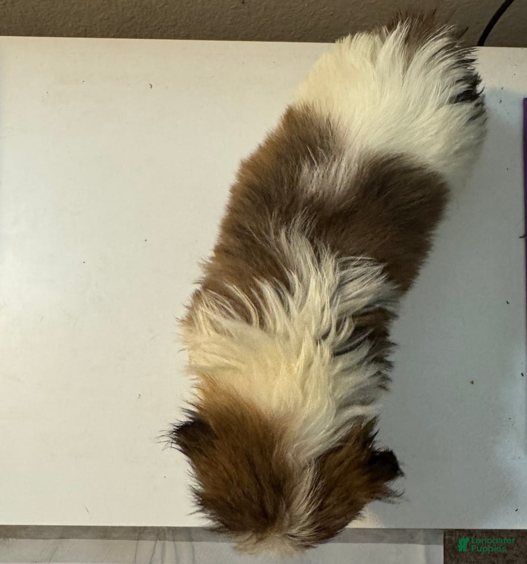 Shih Tzu dogs for sale: Shih Tzu 4 puppies - Image 5
