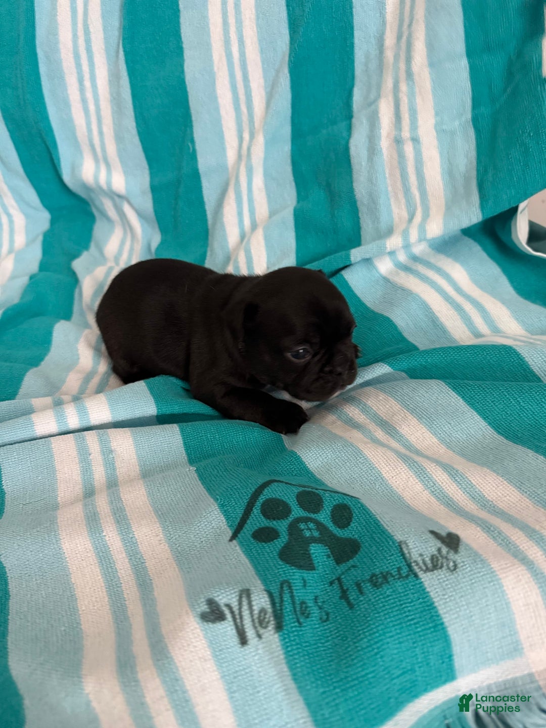 French Bulldog dogs for sale: Akc Black - Image 12