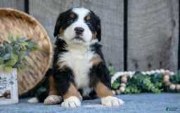 Bernese Mountain Dog dogs for sale: Bianca - Image 5