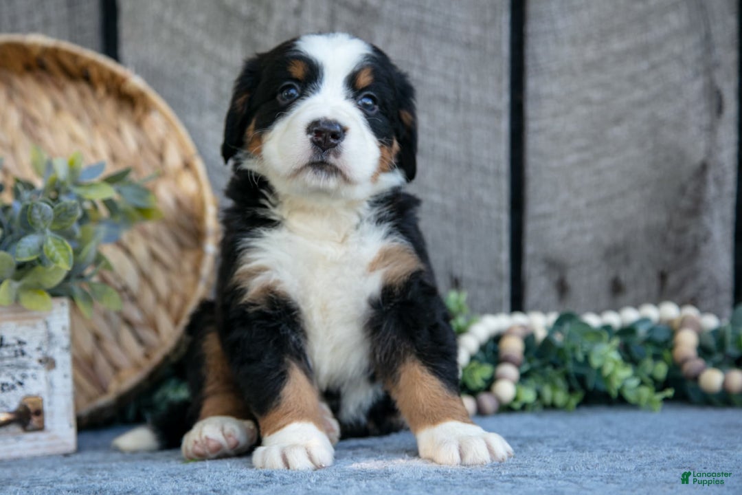 Bernese Mountain Dog dogs for sale: Bianca - Image 5