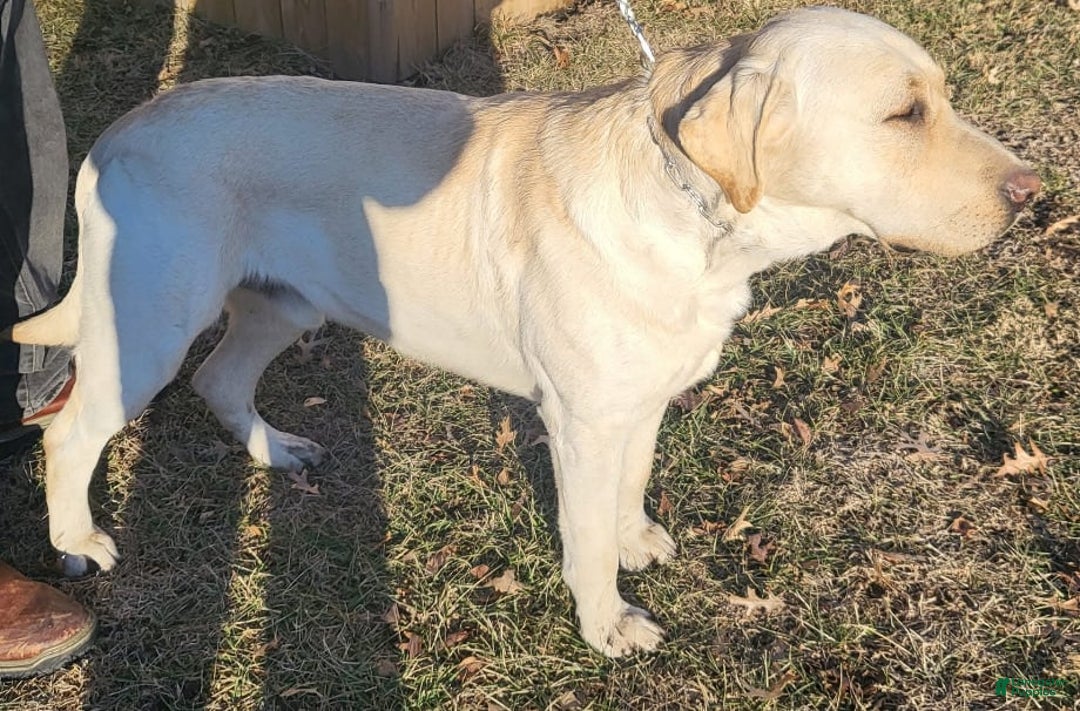 Labrador Retriever dogs for sale: Sparkle - Image 5