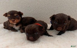 Yorkshire Terrier dogs for sale: Zelie - Image 3