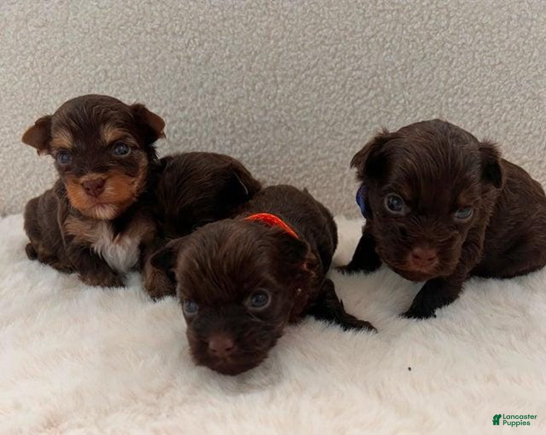 Yorkshire Terrier dogs for sale: Zelie - Image 3