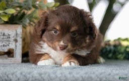 Miniature Australian Shepherd dogs for sale: Alice - Image 3