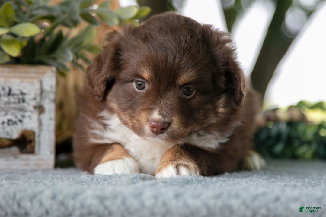 Miniature Australian Shepherd dogs for sale: Alice - Image 3