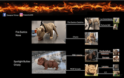 American Bully dogs for sale: Trixie - Image 5