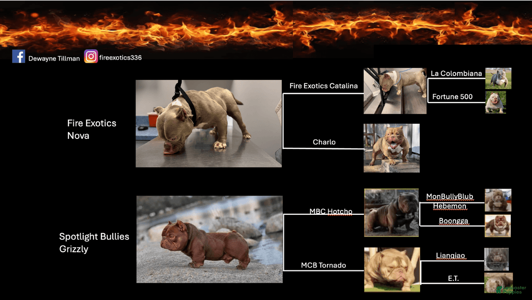 American Bully dogs for sale: Trixie - Image 5