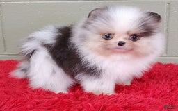 Pomeranian dogs for sale: Chip - Image 2