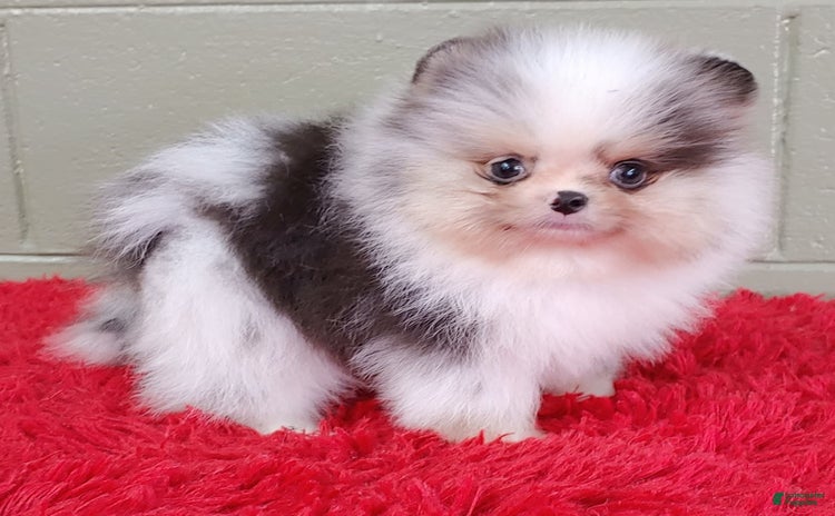 Pomeranian dogs - Advert 33