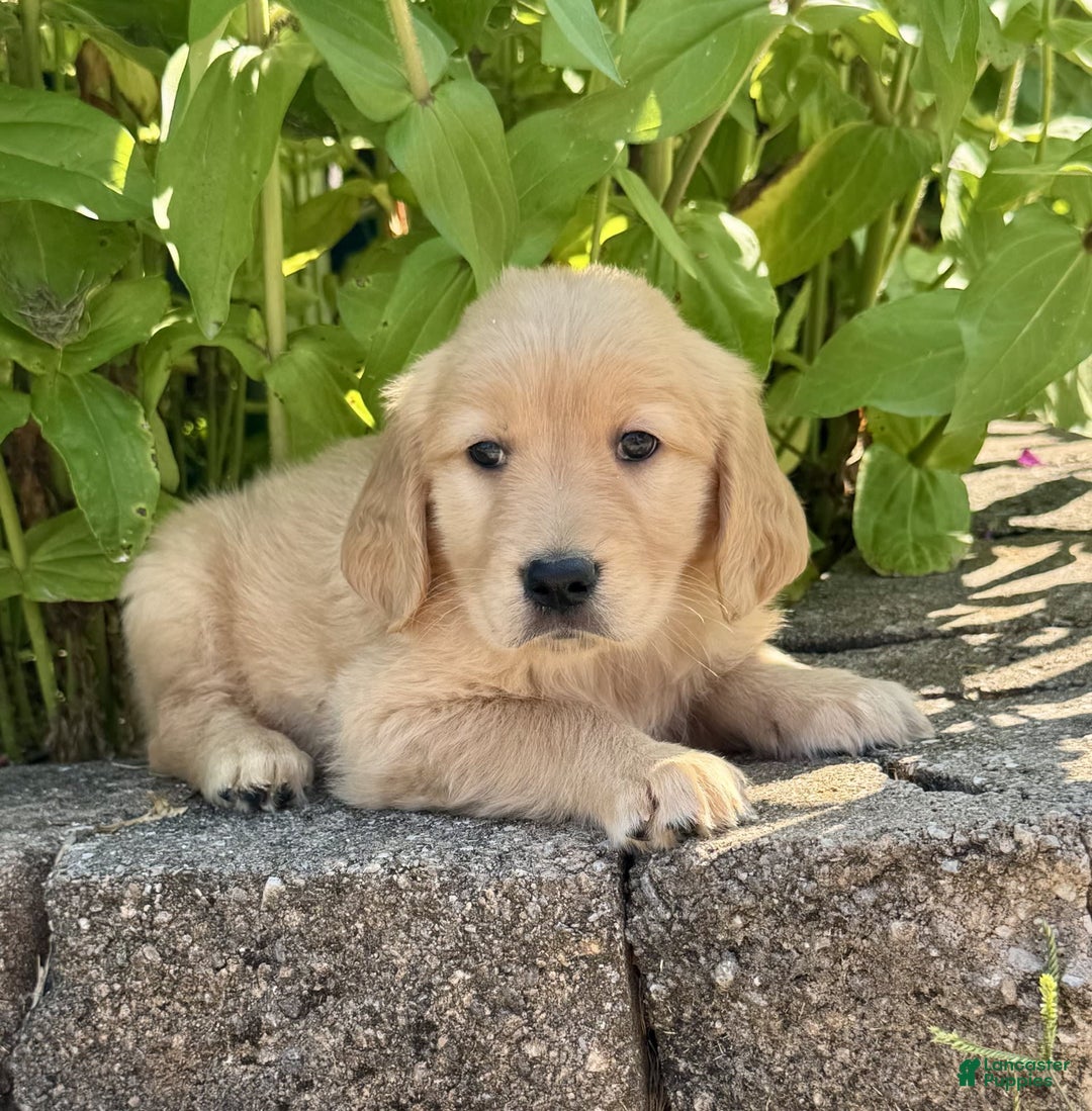 Golden Retriever dogs for sale: Forest - Image 2