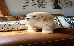 Labradoodle dogs for sale: Multigenerational Coco - Image 27