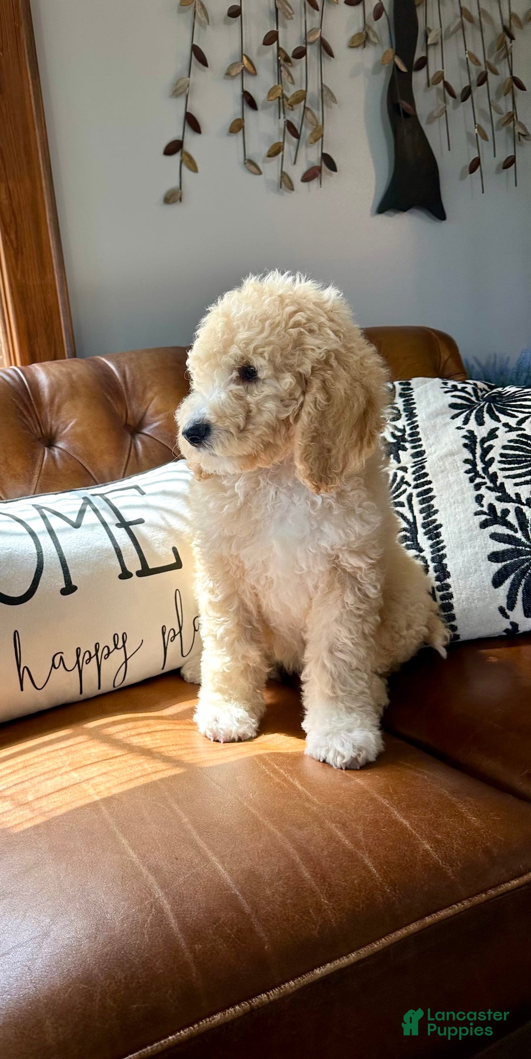 Labradoodle dogs for sale: Multigenerational Coco - Image 27