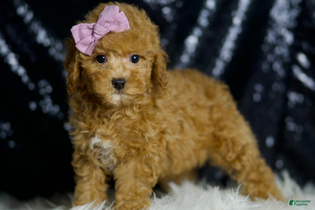 Miniature Poodle dogs for sale: Pattie - Image 3