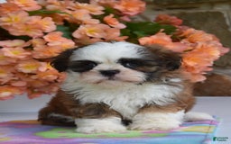 Shih Tzu dogs for sale: Rusty - Image 2