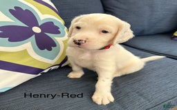 English Setter dogs for sale: Henry - Image 2