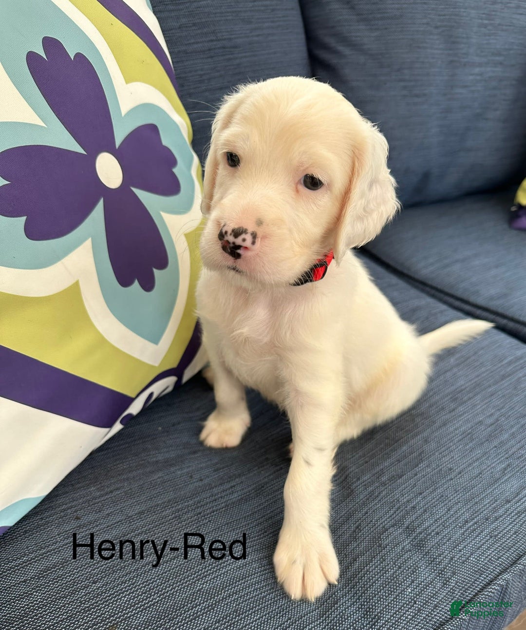 English Setter dogs for sale: Henry - Image 2