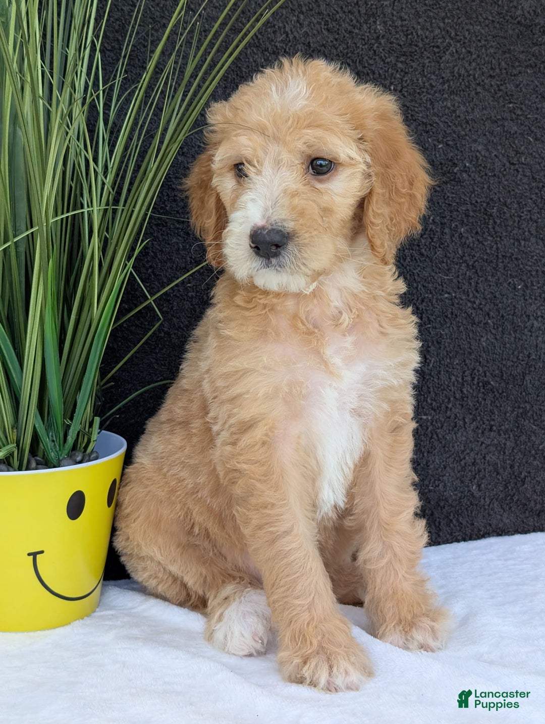 Goldendoodle dogs for sale: Sadie - Image 3